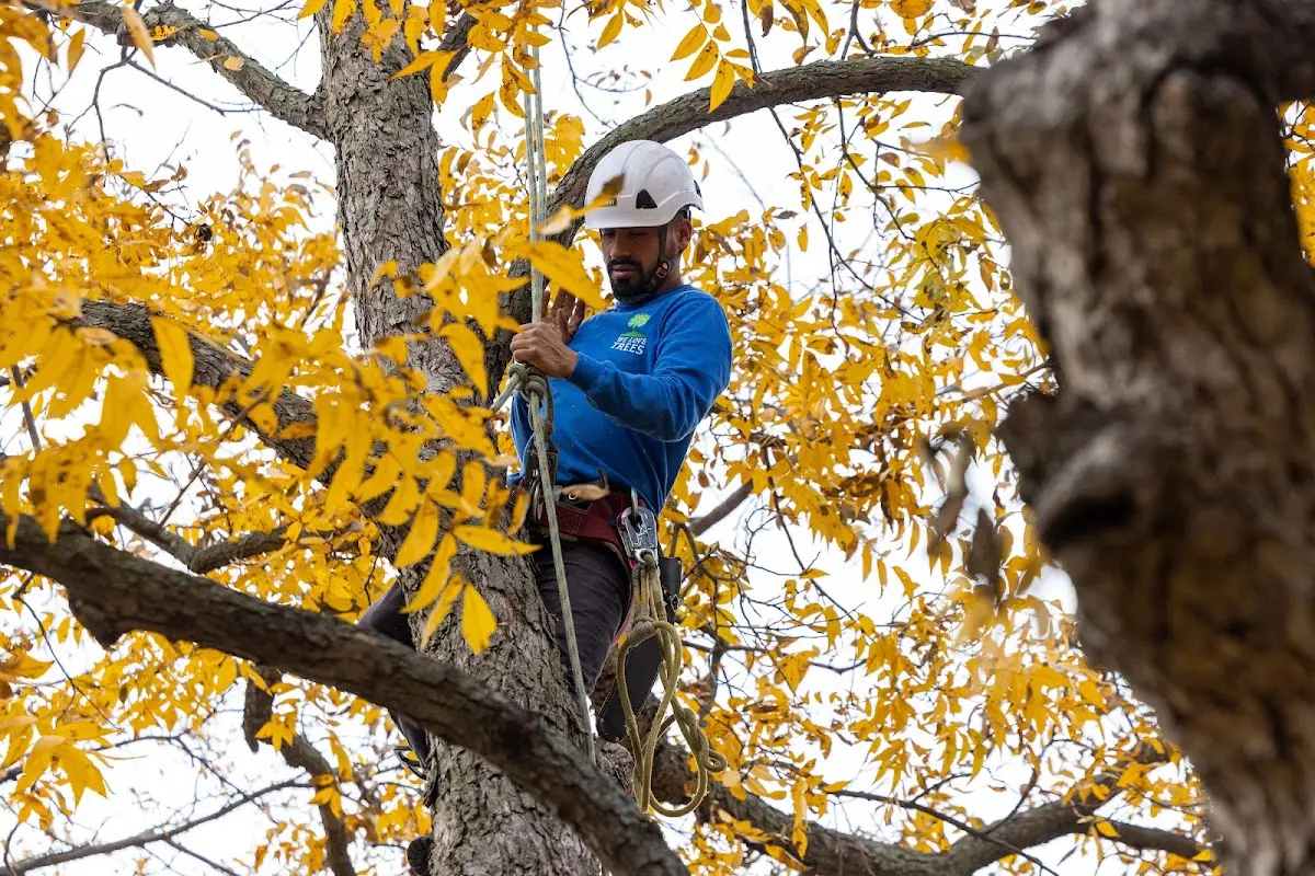 Skilled Tree Planing crew working in Arlington