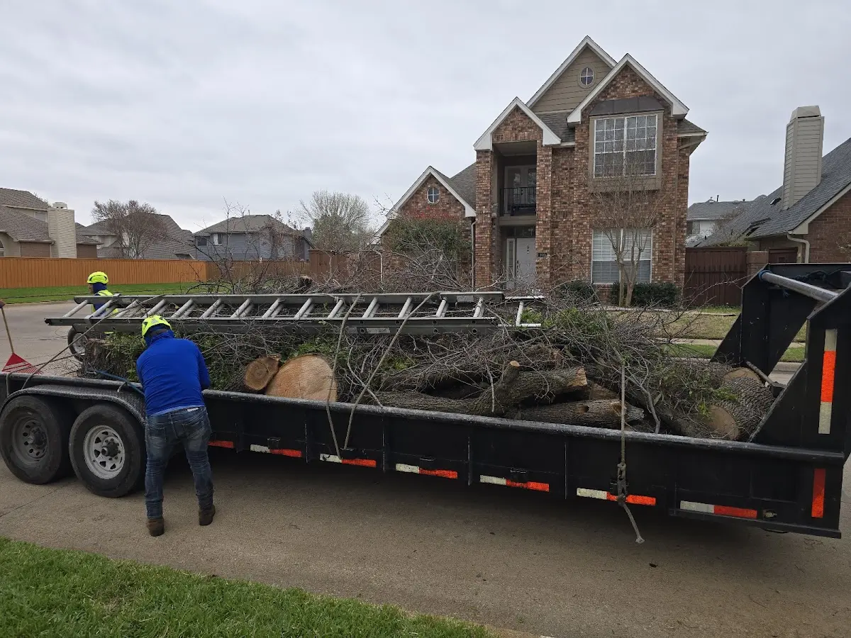 Expert Tree Removal with proper safety equipment in Arlington